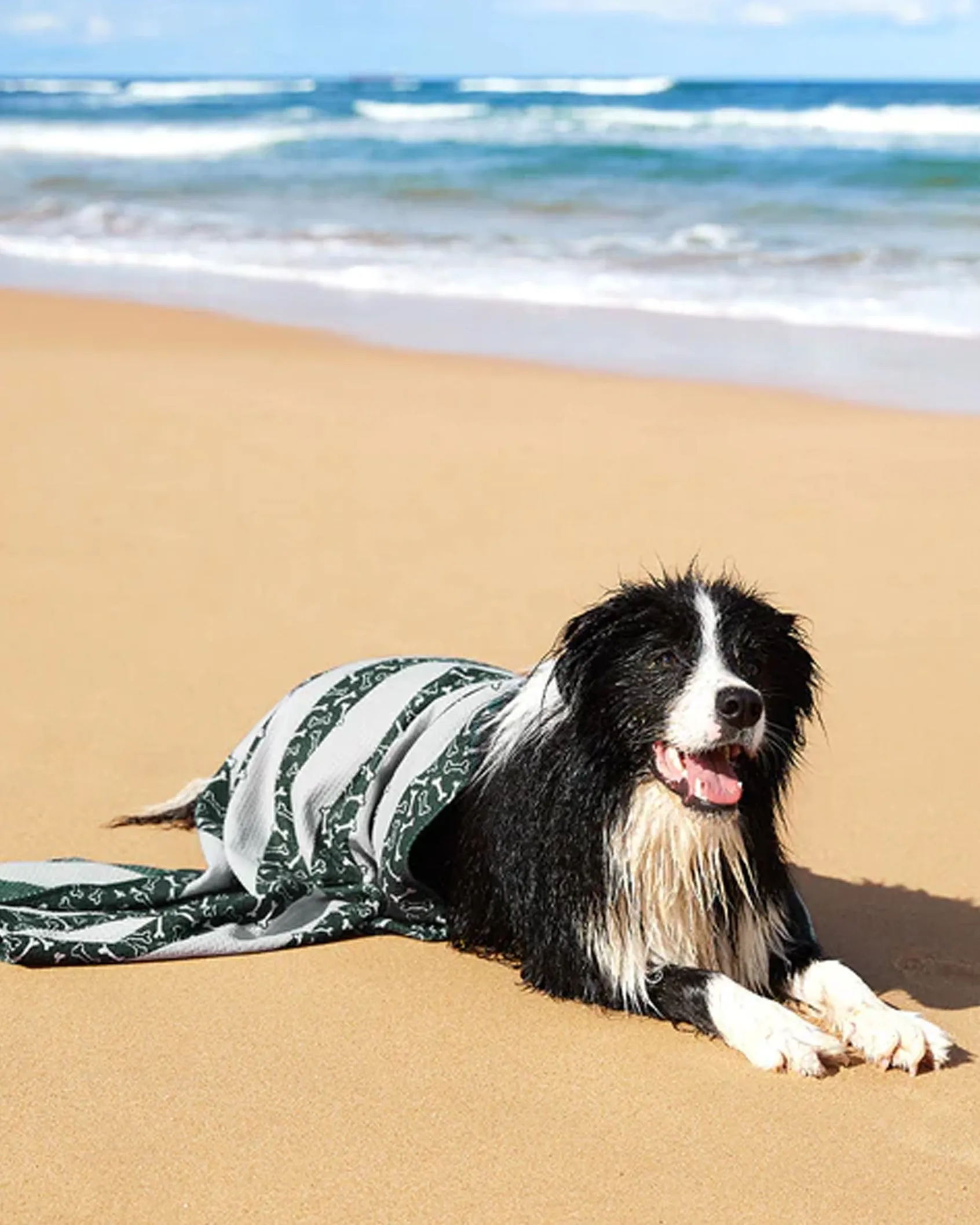 Dock and Bay Dog Towels